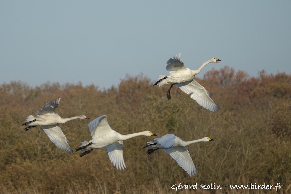 Birder52220's tweet photo. Great birding at lake Der today: Bewick's and Whooper Swans, Jack Snipe, Arctic Tern...#birdwatching #birds #lakeder #nature https://t.co/V6TAOD070V