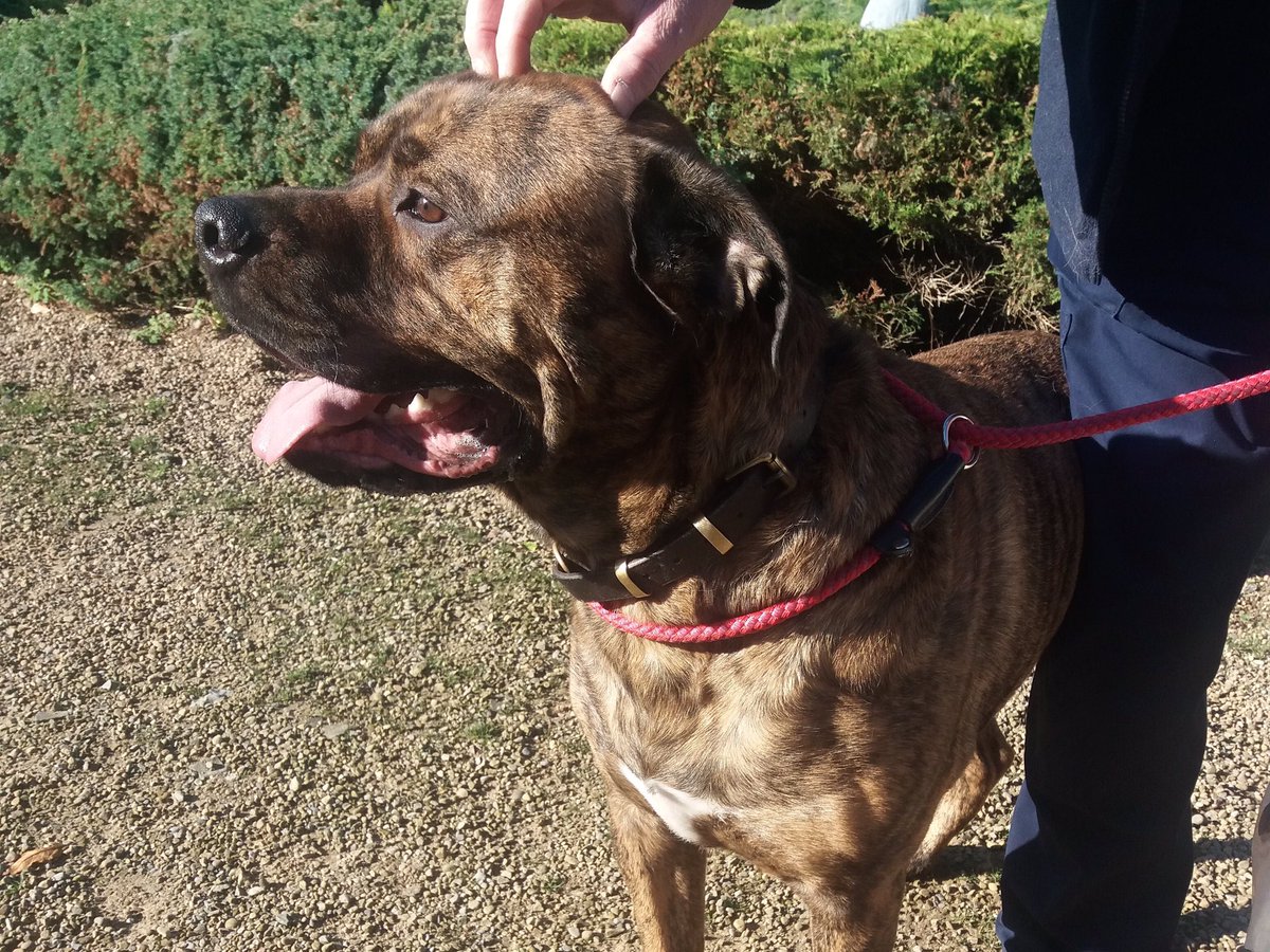 RSPCANW's tweet image. Beautiful, cuddly 4 year old Ozzie needs a home. This gentle giant has a lot of love to give.