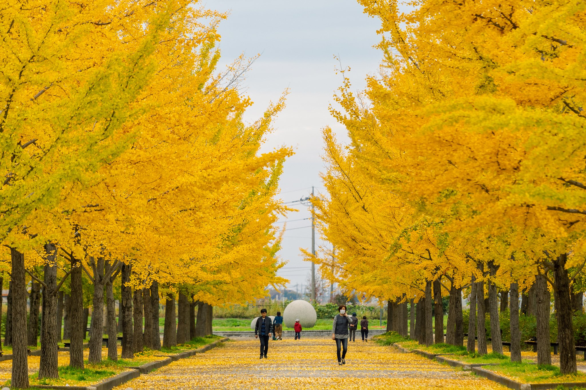 Yuji Shibasaki Photo 秋のグラデーション 埼玉県加須市のはなさき水上公園の銀杏並木が黄葉して見頃です 緑から黄色 紅へと季節の移り変わりが目で見て分かります 十月桜も咲いていて賑やかな秋模様に 加須市 埼玉県 銀杏 はなさき水上公園