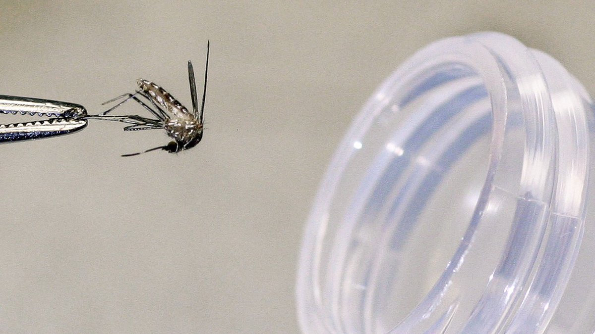 #BREAKING Case of mosquito-borne illness Dengue reported in Miami-Dade County bit.ly/2QYi7FJ?utm_so… https://t.co/ShoM6Xv96w