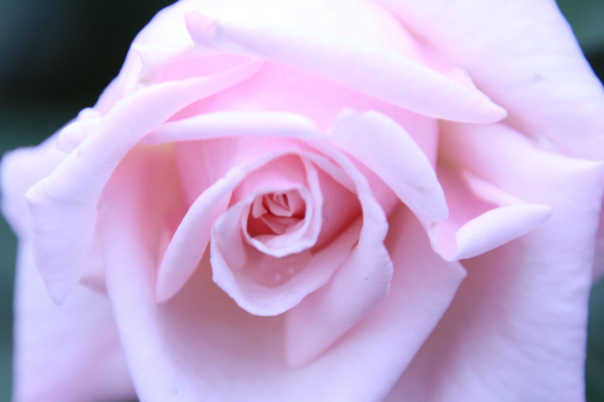 Yoko Ito オフィーリア アプリコット色を含んだ淡桃色の優しい色合い 嵐で落ちた実を蒔いたら この品種が生まれたと 強健で交配親で多くの子孫を残している様です 花 バラ 薔薇 Rose オフィーリア Ophelia 横浜