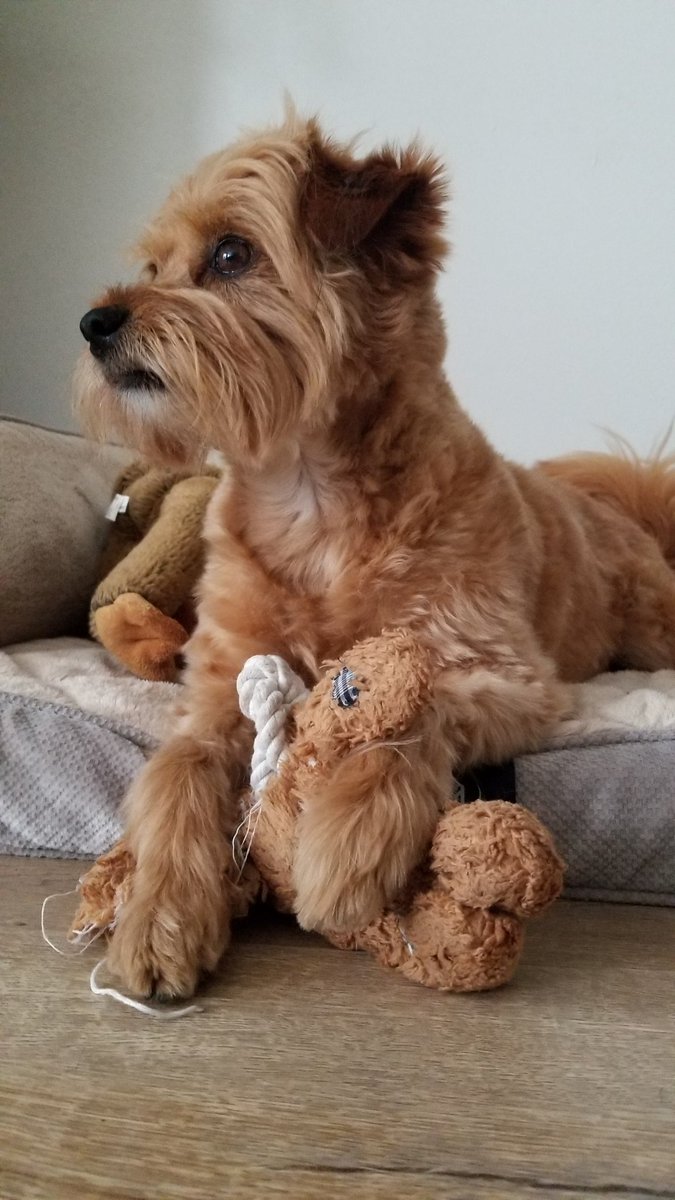 patsantomauro's tweet photo. Happy 6th birthday to best friend and lifesaver #Clementine ❤️🐕 #sixyearsyoung #DogsofTwittter #stopgettingolder https://t.co/FvNP9DL55V