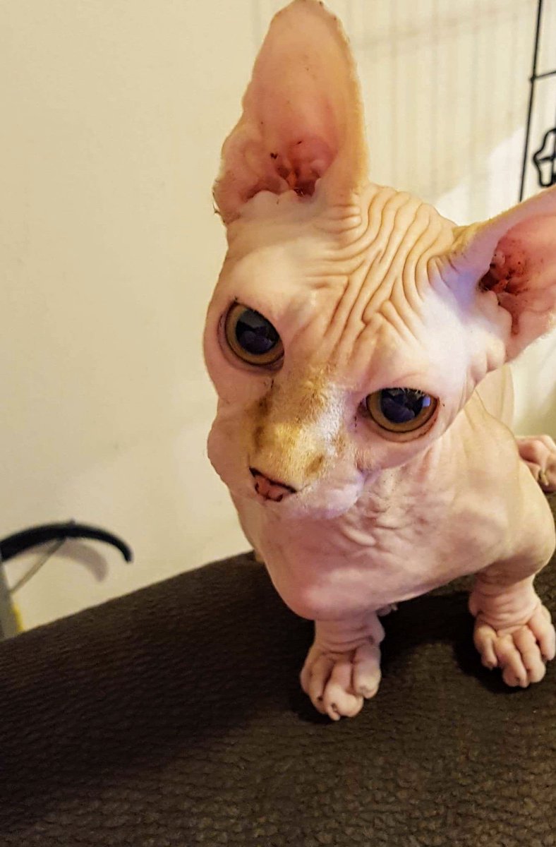 purry_wrinkle's tweet photo. Hey @Minecraft you can still add Zach if you want to ;)
It would be cool if you could use dye or carpet on a naked minecraft cat to give him or her a sweater. That would be soo cute! https://t.co/lr5uiJGwzg