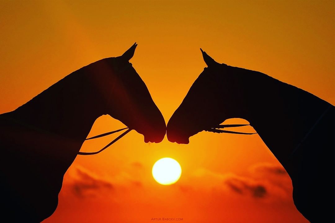 AddictedHorse's tweet photo. Does your horse love another horse?

📷Instagram: Artur_Baboev

#HorseAddict #TheDodo #Horses #Horse #HorsesOfInstagram #Horsestagram #InstaHorse #HorsePower #HorseRiding #HorseBackRiding #HorseLove #HorseShow #Equine #Equestrian #CowBoy #CowBoys #CowGirl #CrossCountry https://t.co/rfLphTNLU0