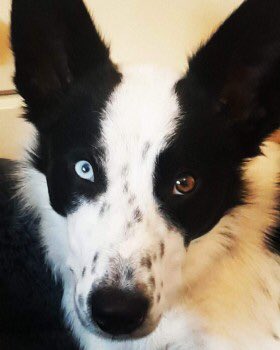 rosiedoc666's tweet photo. JAX #missing it's quite a rural area WE NEED SIGHTINGS owners are so very worried about JAX 😪17/11 male #bordercollie neutered &amp; chipped ONE BLUE&amp;ONE BROWN EYE near #Ladybower reservoir off #SnakesPass #Sheffield POSS SEEN #Dore / #Bamford 
https://t.co/SozXCwej7c https://t.co/9HEP1uxZ7B