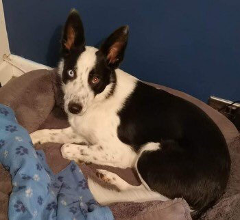 rosiedoc666's tweet photo. JAX #missing it's quite a rural area WE NEED SIGHTINGS owners are so very worried about JAX 😪17/11 male #bordercollie neutered &amp; chipped ONE BLUE&amp;ONE BROWN EYE near #Ladybower reservoir off #SnakesPass #Sheffield POSS SEEN #Dore / #Bamford 
https://t.co/SozXCwej7c https://t.co/9HEP1uxZ7B