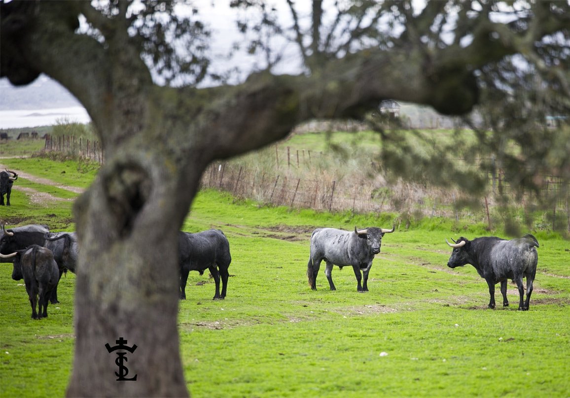 Elcampobravo1's tweet photo. Los grises de la A coronada... @victorinotoros @deartecomuni
#el_campo_bravo #campobravo #dehesa #torossi #laacoronada #victorino #extremadura #caceres #lastiesas #fotografiataurina #foto #fotografia #photography https://t.co/nEJu0o5t01