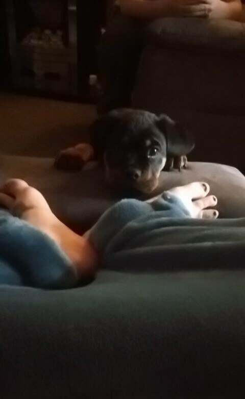 The first two weeks of Gus being a small beanToo small to jump on the couch for himself to curl up in between my legs to feel safeHe would stand at the end of the chair starring at me until I picked him up for a cuddle