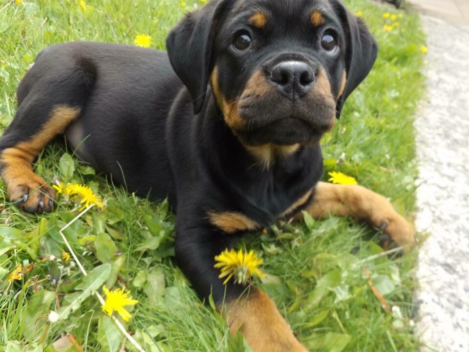 4. FIRST TIME IN THE GARDENGus discovered grass and dandelions.He lay in the grass for about an hour pulling the dandelions out to try and eat them, I would keep taking them off him and then he’d go back for more.