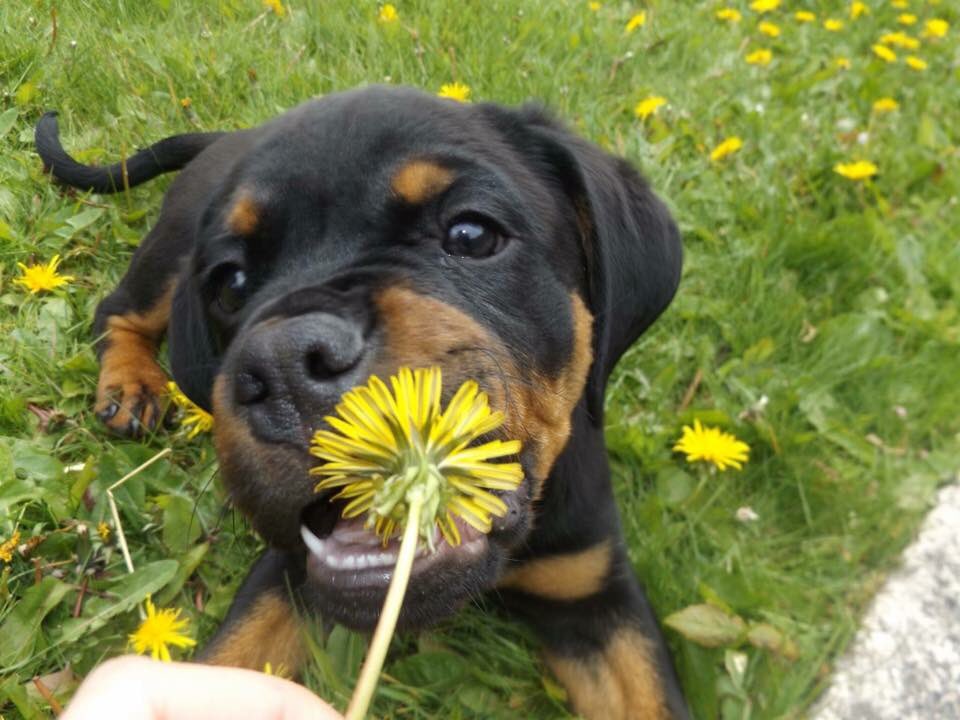 4. FIRST TIME IN THE GARDENGus discovered grass and dandelions.He lay in the grass for about an hour pulling the dandelions out to try and eat them, I would keep taking them off him and then he’d go back for more.