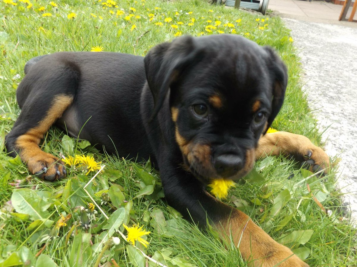 4. FIRST TIME IN THE GARDENGus discovered grass and dandelions.He lay in the grass for about an hour pulling the dandelions out to try and eat them, I would keep taking them off him and then he’d go back for more.