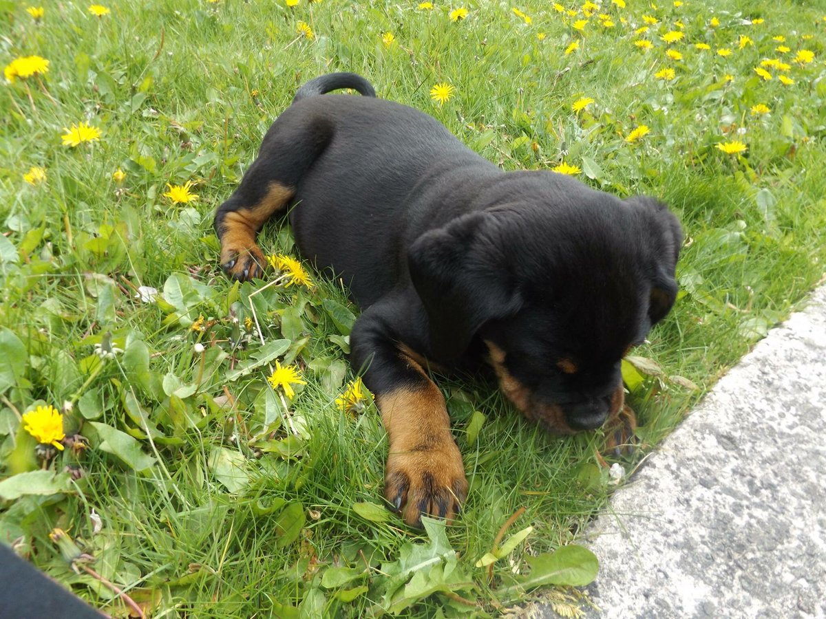 4. FIRST TIME IN THE GARDENGus discovered grass and dandelions.He lay in the grass for about an hour pulling the dandelions out to try and eat them, I would keep taking them off him and then he’d go back for more.