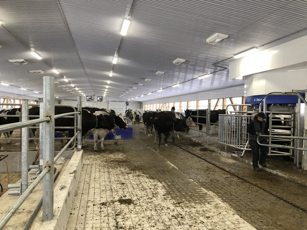 DMDPicard's tweet photo. Startup with 2 V300 DeLaval milking robots. #gobleu #V300 #Delaval https://t.co/kyycsiya65