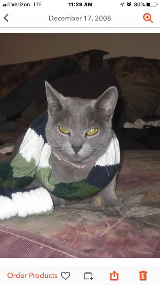 Mich20181's tweet photo. #CampFireMissingPets Traci Lippis Curtis FB Post..This is my Precious. She lived at 6241 Odessa CT,Magalia. Please contact me https://t.co/4mYs7LxoZb https://t.co/ljeTKK2WNN
