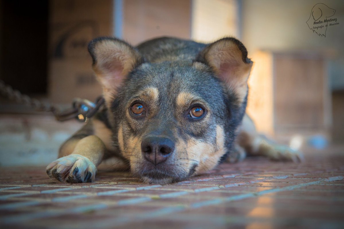 Varea sigue en adopción en @modepran valencia. Tan bonito, tan él... ♥️. #modepran #modepranvalencia #protectora #animales #love #amorperruno #varea #AdoptaNoCompres #noeliamartínez