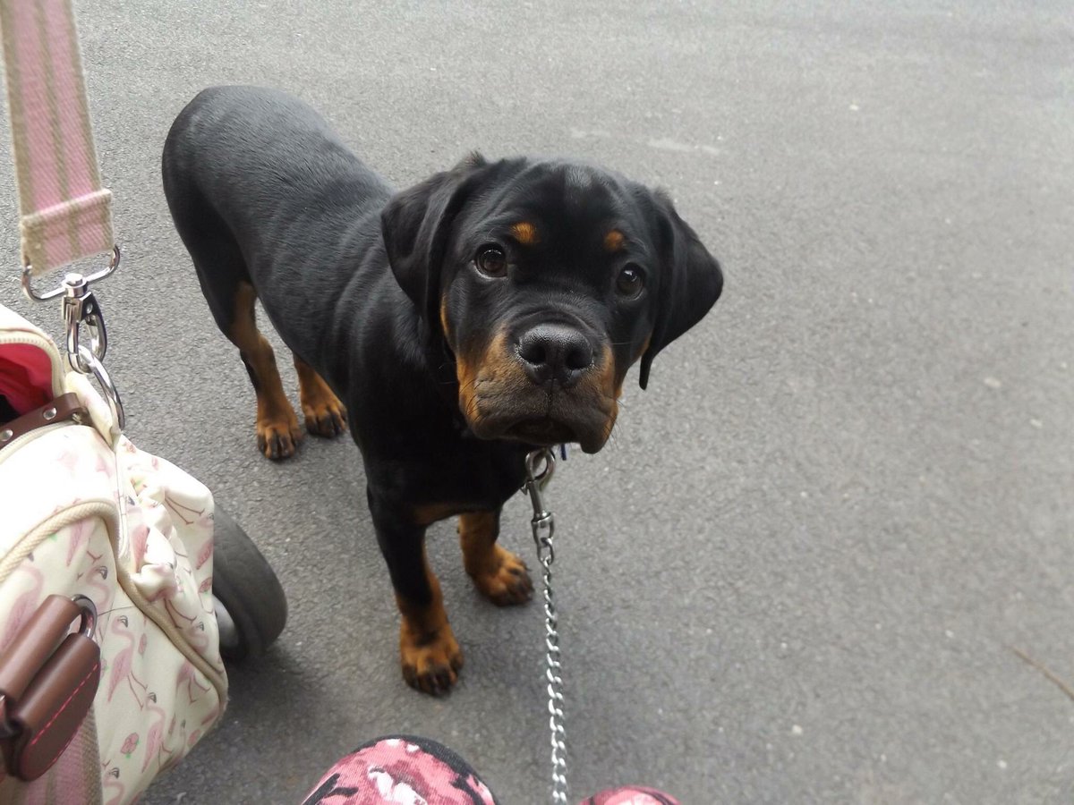 7.First big walk to the park! We were out for HOURS, he got so bundled up he fell asleep half way around and I had to carry him back to the carBut how happy does he look being off the lead and walking with me 