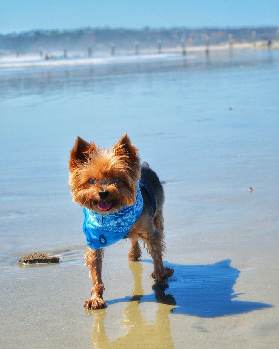 visitsandiego's tweet photo. Beautiful day for a walk! IG 📷: riley_yorkie https://t.co/am4upxAkM1