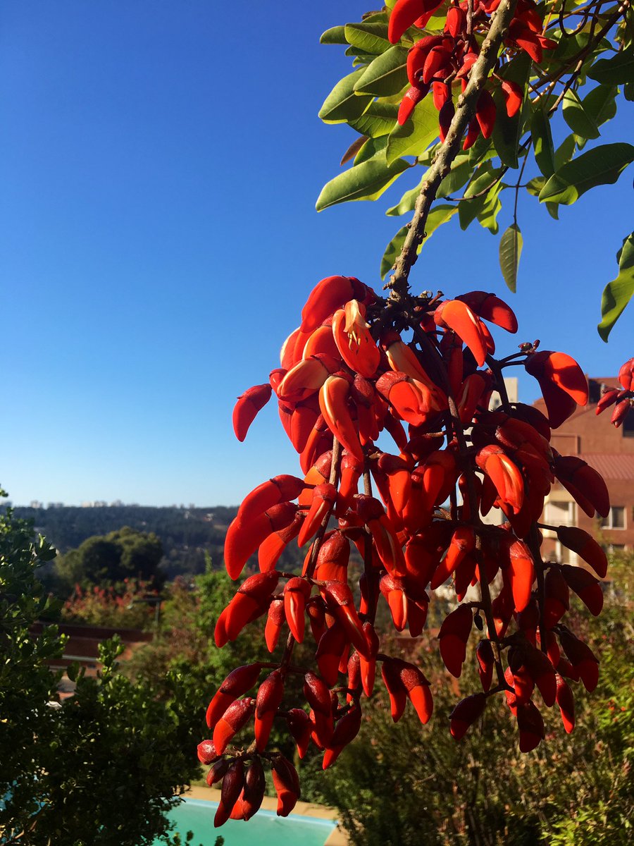 Cual Es La Flor Nacional De Argentina - Compartir Flores