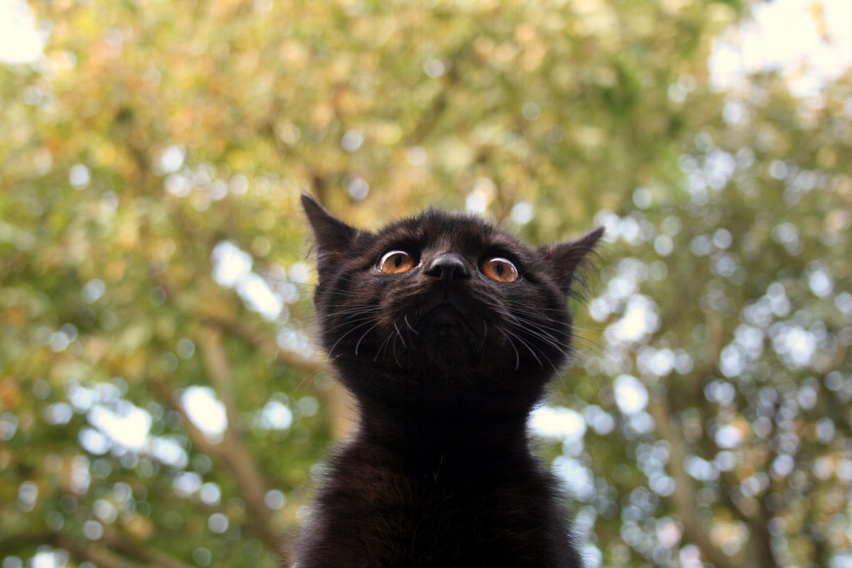 Composing_Light's tweet image. #photography #photo #cats #pets #NaturePhotography