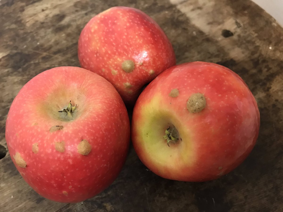 If you don’t give a fat rats that your apple a day may have a small blemish retweet! The recent hailstorm in the #adelaidehills and Greater #SouthAustralia has blemished not just apples but other precious stone fruits it’s up to us consumers to say it’s OK to have these in stores