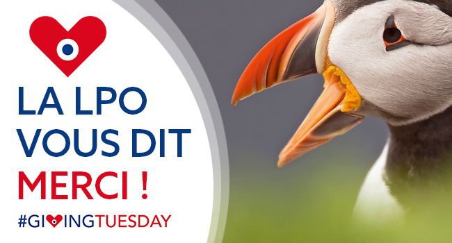 Merci de votre soutien et Bravo pour votre engagement ! 👏 Ensemble, nous pouvons défendre la vision d’une société respectueuse de la nature. #GivingTuesday lpo.fr/actualites/ce-…