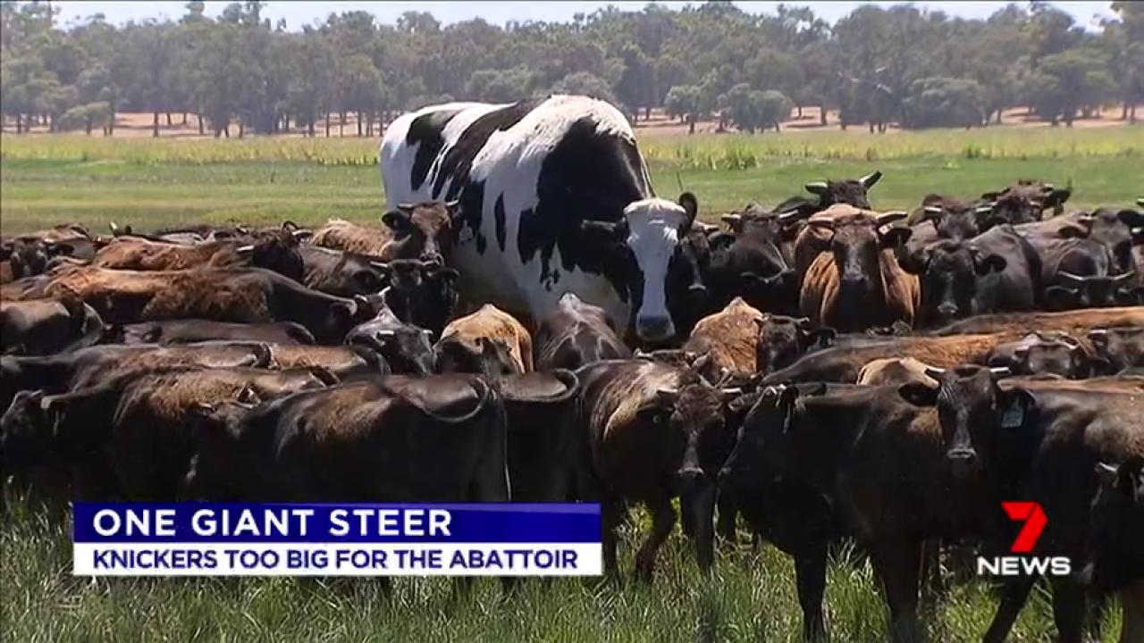 7NEWS Brisbane on Twitter "Knickers, a Holstein Friesian steer, is a