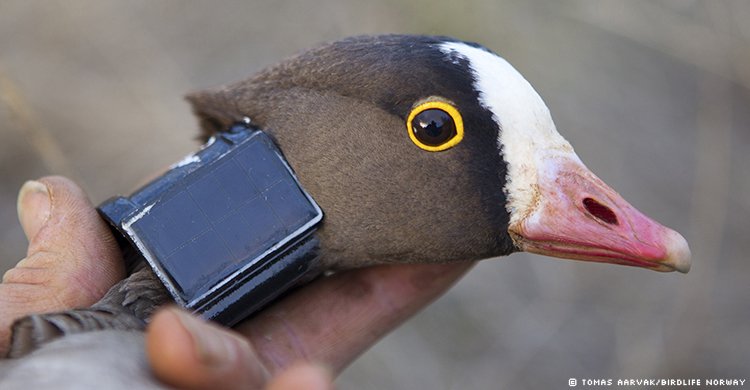unep_aewa's tweet photo. The #LesserWhitefrontedGoose is an AEWA priority species - Saving one of the World’s Most Threatened #Geese https://t.co/8MpNdJ1A8K #AEWAMOP7 #LWfG https://t.co/poH1RJmWXC