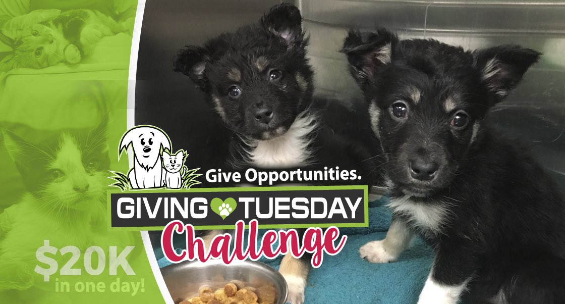 Change a Life! AARCS' #GivingTuesday Challenge! 💚 conta.cc/2RgRKeu

Help us reach our 20K GOAL at bit.ly/aarcsgivingtue… 🐾 #RT 
#aarcs #givekindness #yyc