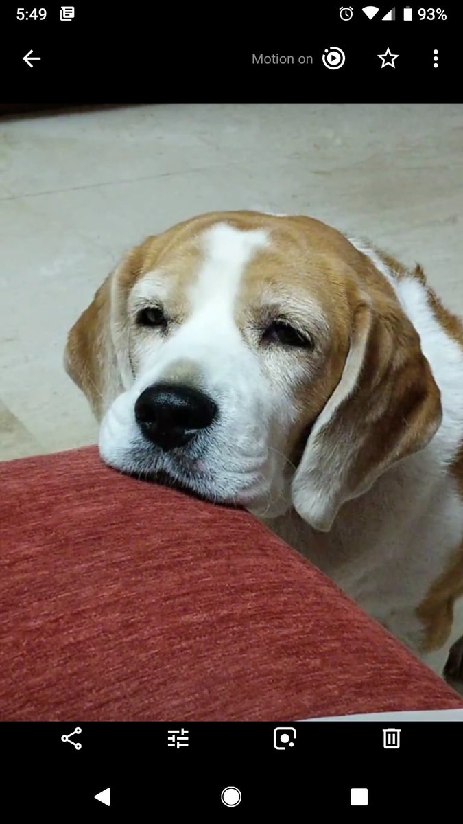 kaalicharan's tweet photo. Beagle girl Misty, 5-years-old, needs a new family in #Delhi https://t.co/5avKoCPYhT

She likes to sleep with her parents and as all beagles love her walks and playtime. 

To adopt this sweet girl, please contact 9871745109, harry3797@gmail.com No breeders.

Please RT! https://t.co/1555Aosm2v