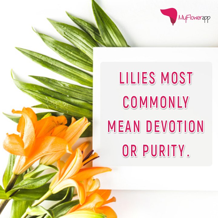 lilies hashtag on Twitter