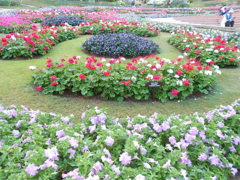 Siri_ayanaputra's tweet photo. ปีใหม่หนาวนี้ไปเที่ยวสวนแม่ฟ้าหลวงจ. เชียงรายกันบรรยากาศดีอากาศเย็นสบายมสกมีดอกไม้สวยๆเยอะเลยเราชอบไปช่วงปีใหม่อากาศดีมากๆ
#เป๊กผลิตโชค
#เที่ยวไทยกับผลิต https://t.co/SP3XykPvW9