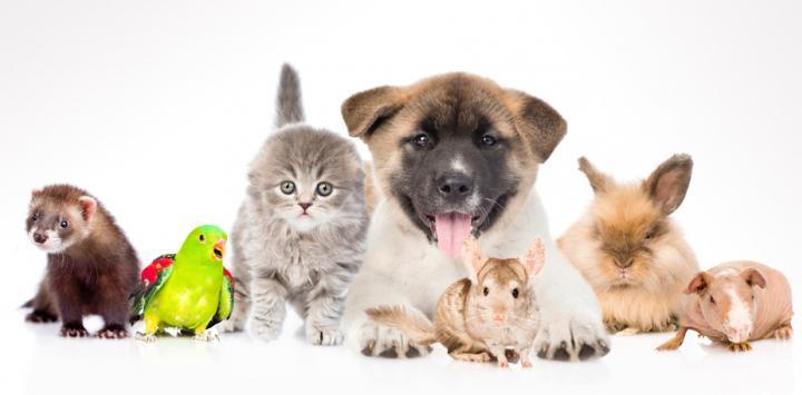 4Wheels4FunBlog's tweet image. ¿Coches… o mascotas? 4wheels4fun.net/2018/11/27/coc…