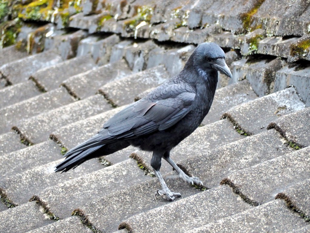 飛鳥 カラスさんその 正面のお顔かわいいね T Co Nllwnl5ijk Twitter