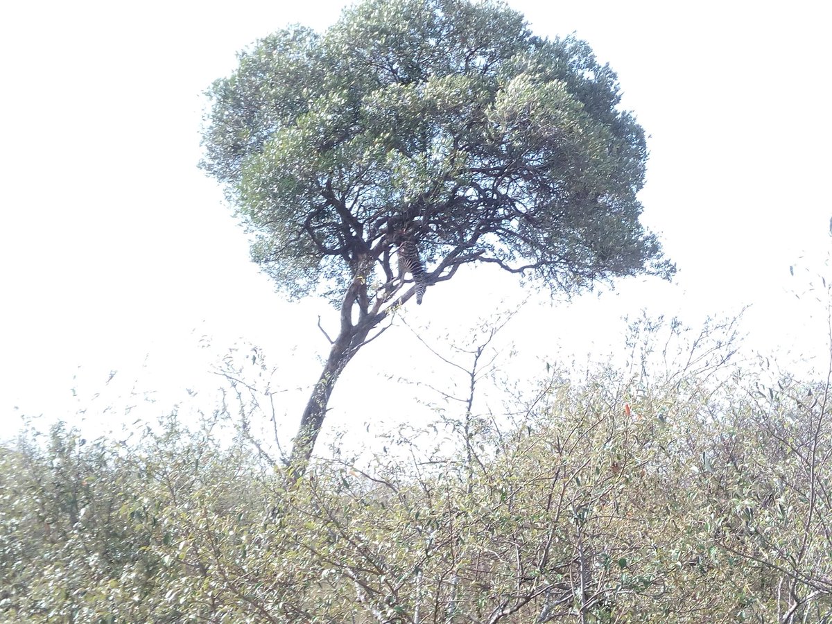 Bosotours's tweet photo. On the tree is a hanging zebra , hunted by a leopard.They are strong beasts and can carry their heavy prey up into the trees so that pesky scavenger, such as hyena don't steal their meal.
#MasaiMara. #Gamedrives #GroupJoining #Big5 #Adventure #TravelKenya #BosoDabreoSafaris https://t.co/FVxokB0igA