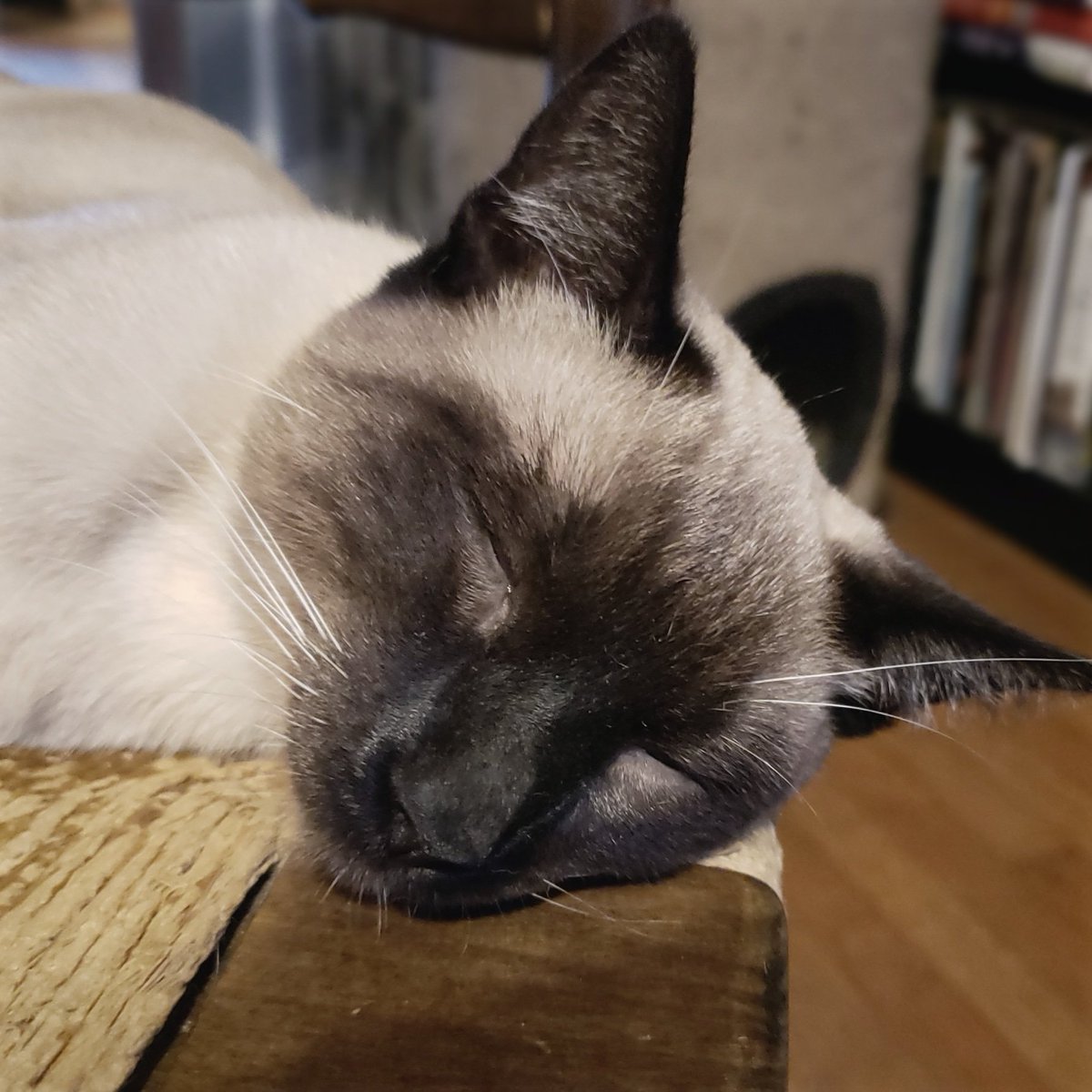 TheZiba's tweet photo. Nip binge: the aftermath
#adoptdontshop #pdx #pdxcats #catsofportland #catsofpdx #ohspets #meezer #siamese #teamziba4life #rescuedismyfavoritebreed #cats #kittens #catlandia
#artharder #siyamkedisi #kedi #gato #willowfilter #blueeyes #nipbinge #catnip #CatsOfTwitter https://t.co/u1dq56KqOD