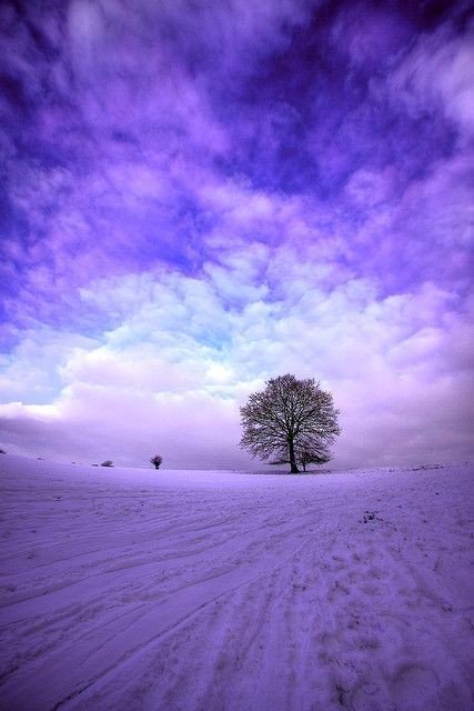 BautyNature's tweet photo. I love trees and purple is my favourite colour do naturally I had to pin this. https://t.co/PME6H1AQkP