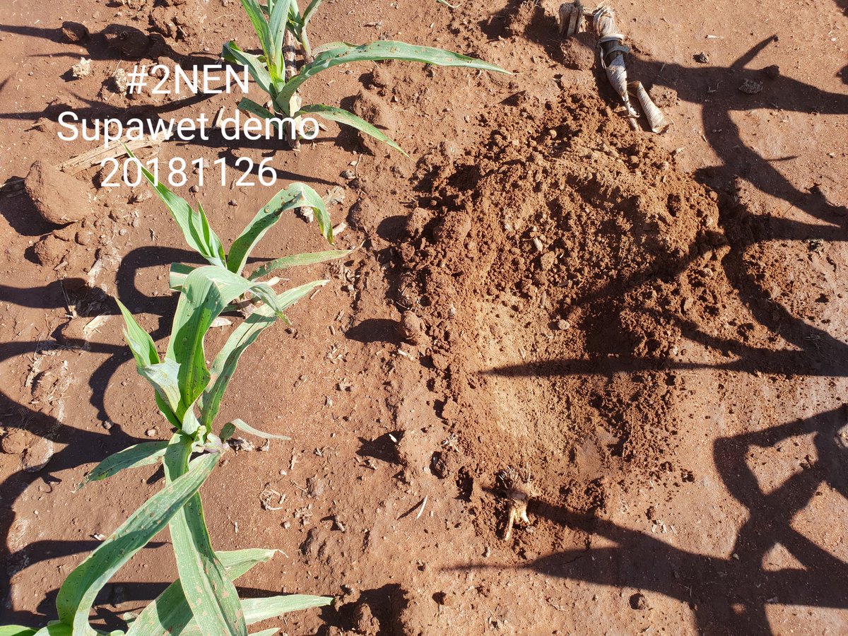 Yarrawa9's tweet photo. Poor water infiltration impacts on corn yield. Testing the benefit of applying Supawet/ Ezyflow Gypsum combo. Ezyflow Gypsum is 1 micron for rapid movement through soil. Sodium is 60ppm #practicalfarmresearch #practicalfarmsolutions https://t.co/HREOSHt2Nm
