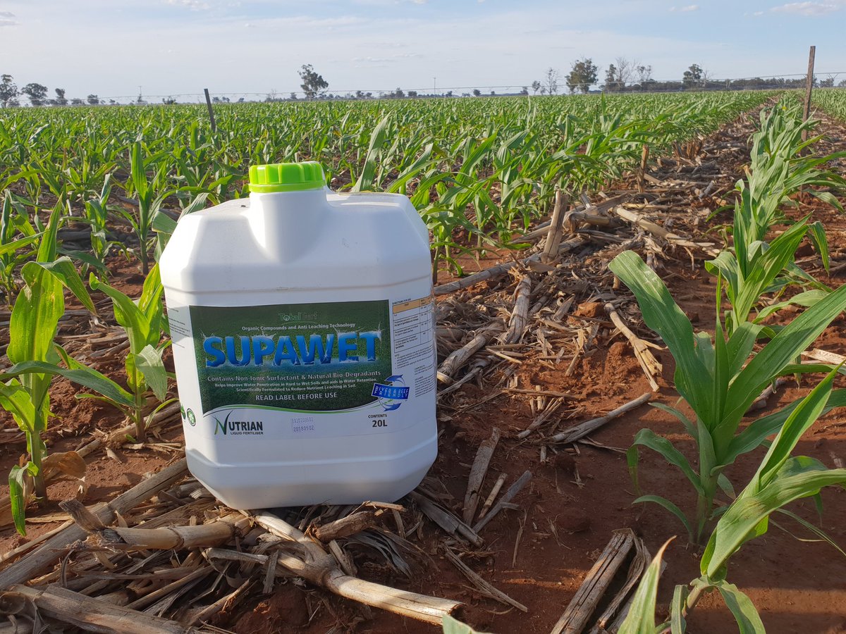 Yarrawa9's tweet photo. Poor water infiltration impacts on corn yield. Testing the benefit of applying Supawet/ Ezyflow Gypsum combo. Ezyflow Gypsum is 1 micron for rapid movement through soil. Sodium is 60ppm #practicalfarmresearch #practicalfarmsolutions https://t.co/HREOSHt2Nm