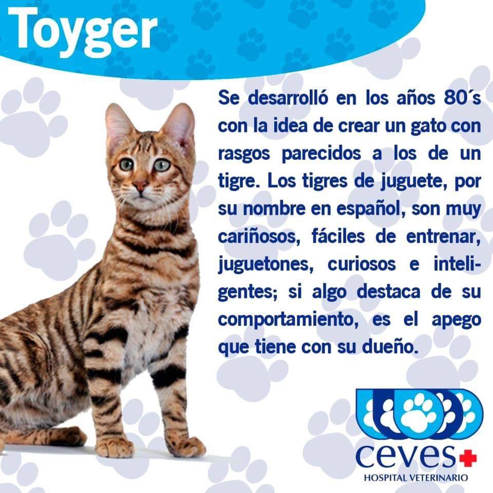 ToygerGatos's tweet photo. Fotos, consejos, curiosidades, gatos a la venta... si te gustan los #toyger, te encantará nuestra web https://t.co/JnexzNjHvY https://t.co/4ELx8EiNoC