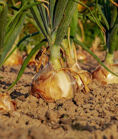 carisroane's tweet photo. Onions https://t.co/WEz0TmwOzD https://t.co/2tUrWEECSC