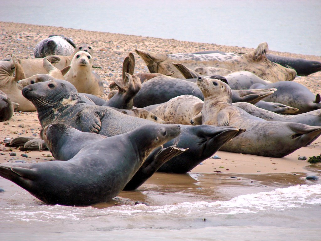 JackDAshby's tweet photo. The pure mass of mammal on the North #Norfolk coast is extraordinary. 
#MammalWatching 
#GreySeals #CommonSeals #UKWildlife https://t.co/lsYv3jjs3N