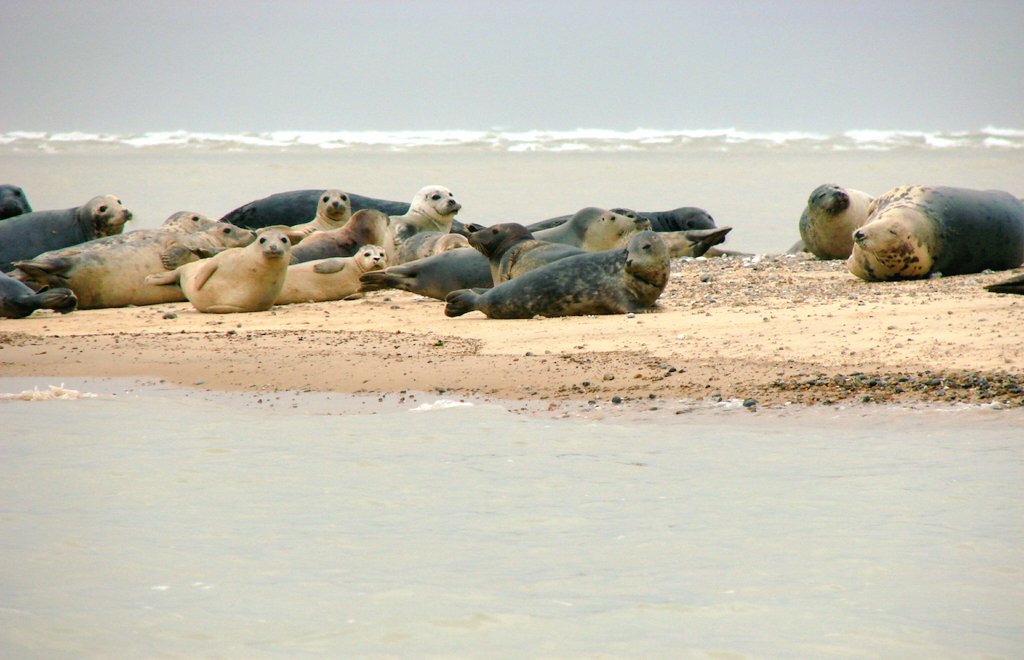 JackDAshby's tweet photo. The pure mass of mammal on the North #Norfolk coast is extraordinary. 
#MammalWatching 
#GreySeals #CommonSeals #UKWildlife https://t.co/lsYv3jjs3N