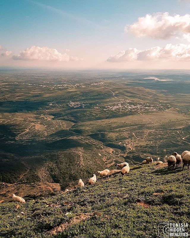 PeopleoftheMed's tweet photo. Peace of mind from djbal sidi Abderahmen, Nabeul ❤
Lovely pic by @halloulii, featured on  @tnhiddenbeauties
.
.
#tunisiancities #tunisia #igerstunisia #beautifuldestinations #tunisiancommunity #tunisie #tunisian #photography #love #tunis  #tunisian_i… https://t.co/X72WceO2sN https://t.co/SFSgIHRbq1