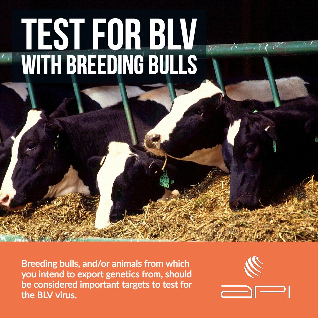 animalprofiling's tweet image. Testing breeding bulls, and/or animals from which you intend to export genetics from, should be considered important targets to test for the BLV virus. API can help! animalprofiling.com/breeding-bulls