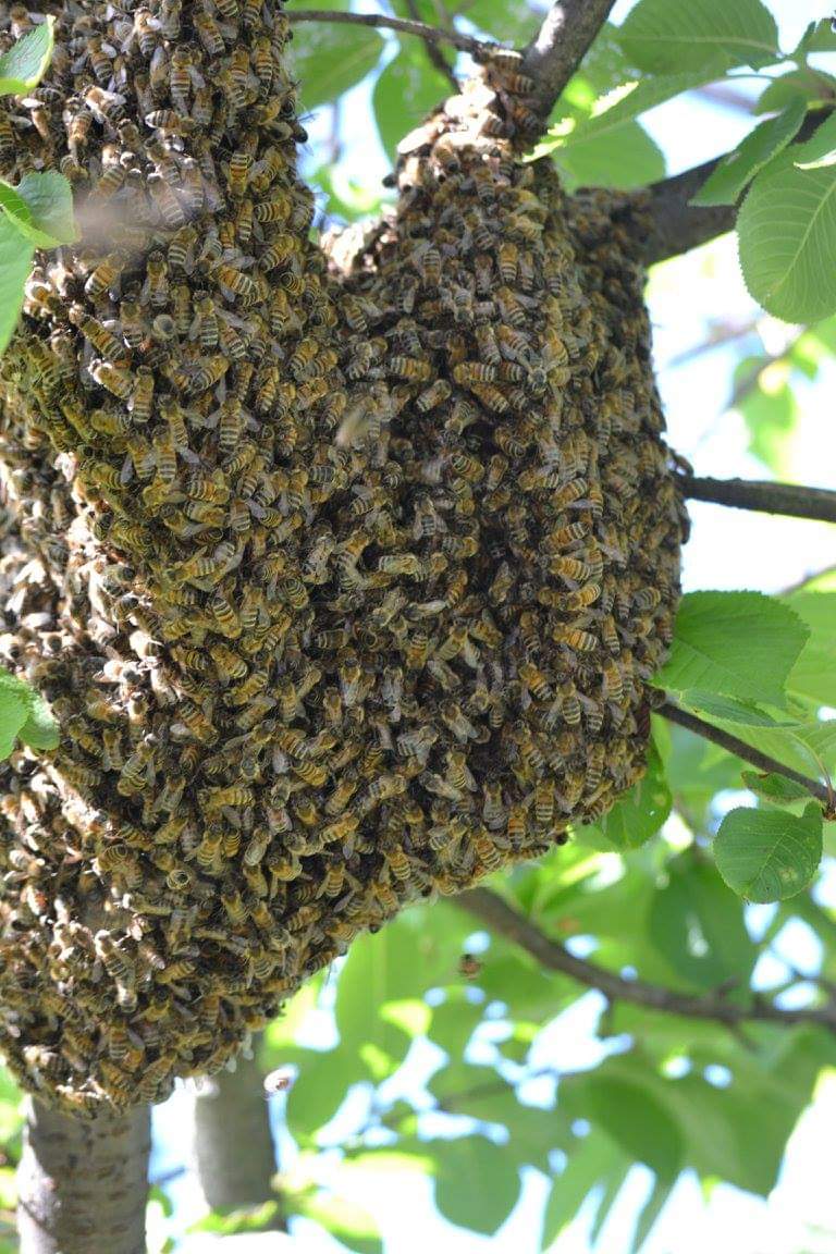Si ves un enjambre, estás  viendo una de las manifestaciones más hermosas de la naturaleza.
Observa con respeto, no las ataques, ellas solo estan de paso descansando hasta llegar a su hogar definitivo.