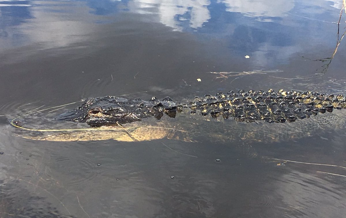 1st time at a #gatorswamp w/ Hannah Steadman who has been wanting to go for years! 

#wesurvived #stepitup #2gatorscircledourboat #floridagators #sawgrassrecreationpark #babygatorsaresocute #ilovebabyeverything #scratchthatoffthebucketlist #iheartbirds #nosleepcrew