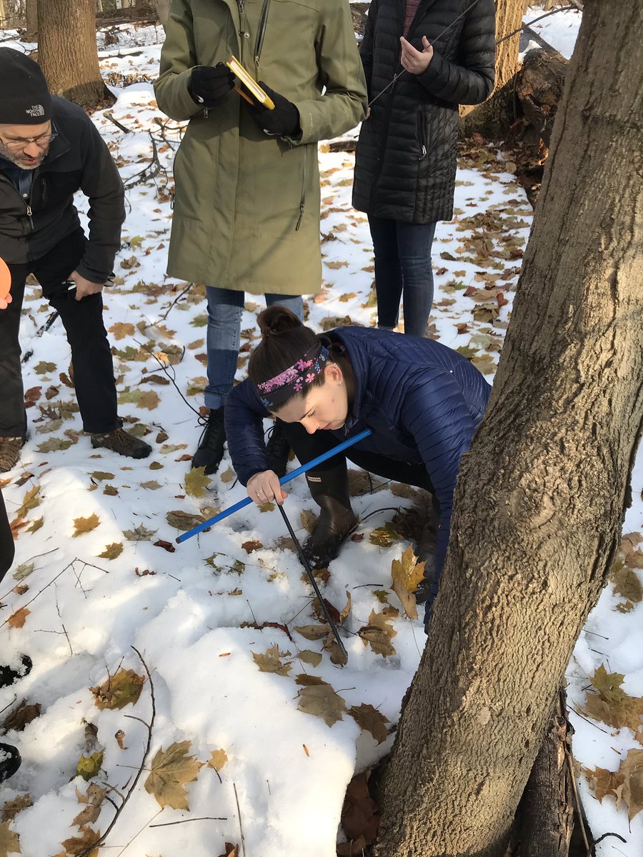 SBeckerEES's tweet photo. Taking samples from sugar maples (Acer saccharum) in lab today! We had a little difficulty with some of our trees, but ended up getting some great samples. #ees152 https://t.co/qffsXm6DMv