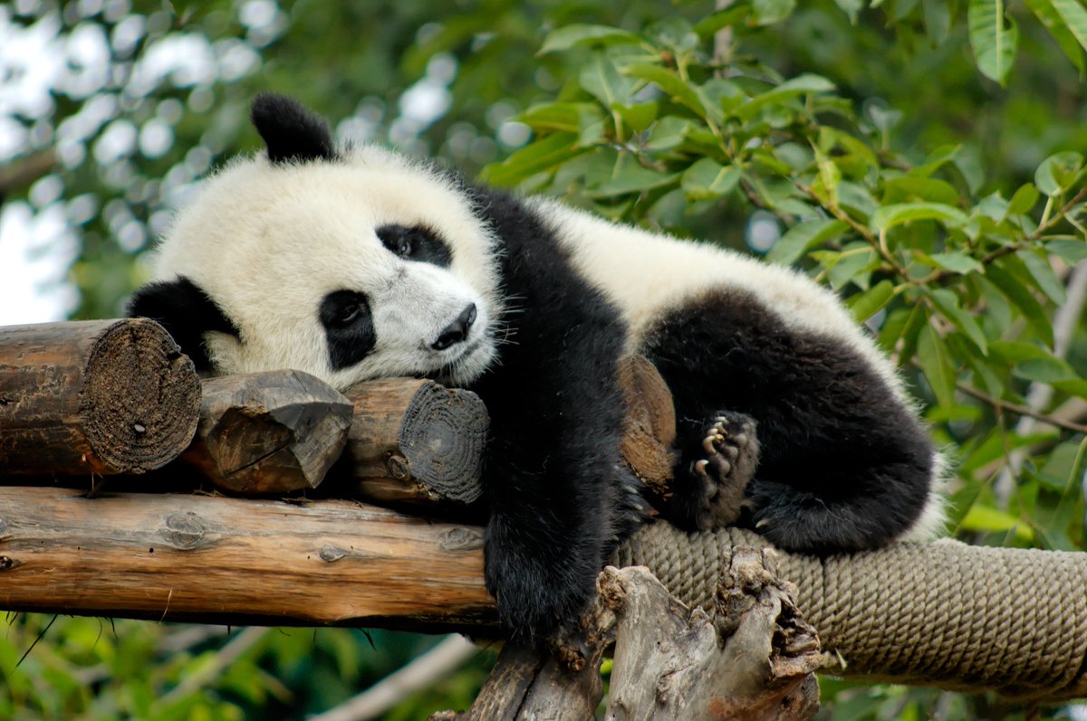 29. Panda’s have the rare ability to sleep anywhere & everywhere. If they sleepy? They just knock out right there. I’m jealous.