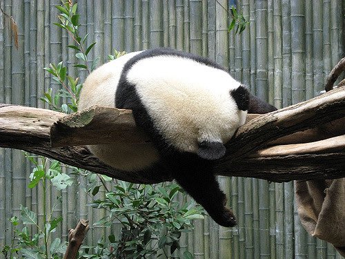 29. Panda’s have the rare ability to sleep anywhere & everywhere. If they sleepy? They just knock out right there. I’m jealous.