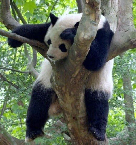 29. Panda’s have the rare ability to sleep anywhere & everywhere. If they sleepy? They just knock out right there. I’m jealous.